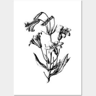 Blue Bell Campanula Flower Black and White Ink Drawing Vintage Botanical Illustration Posters and Art